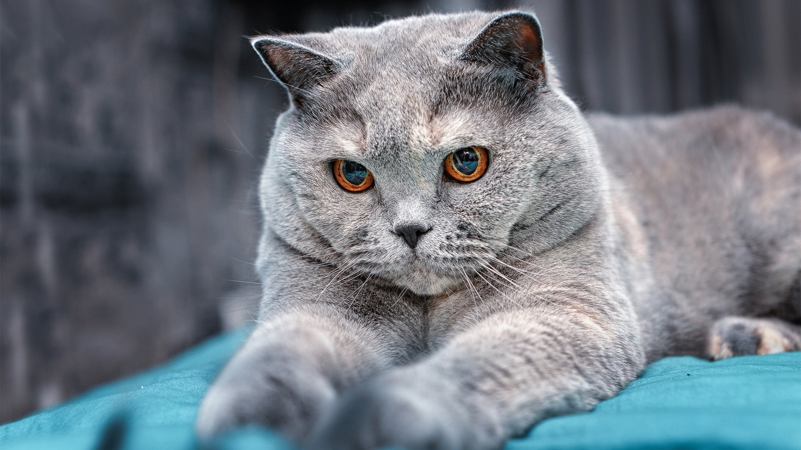 历史从不重复第二次绝杀，当樊振东扛起全队，法国队写下唯一答案