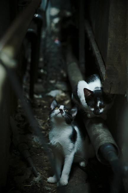 逆转如雨，星光破夜，体育史诗中的必然与偶然