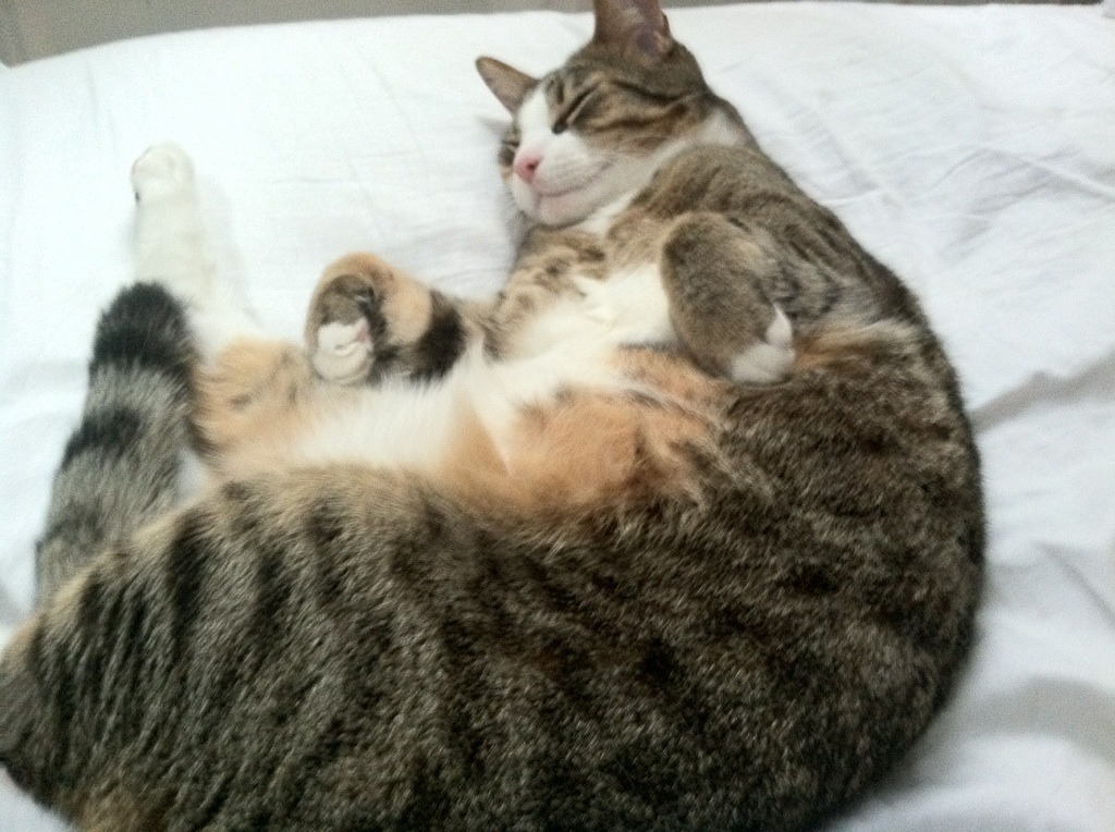 逆转剧本，德国队翻盘的钢铁意志与郑思维点燃的亚洲之光