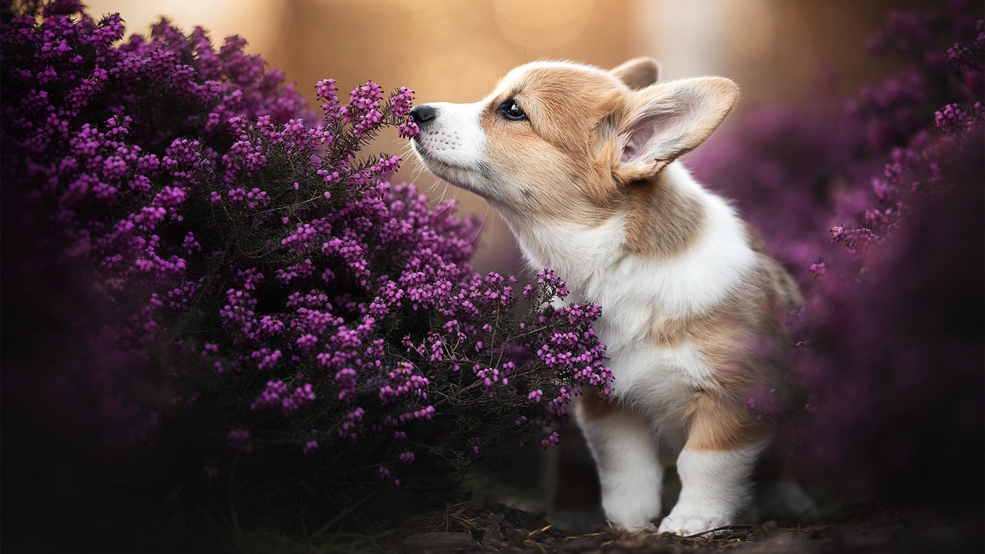 美网巨浪 vs 联合杯涟漪,阿尔卡拉斯如何凭一己之力定义网球新纪元?