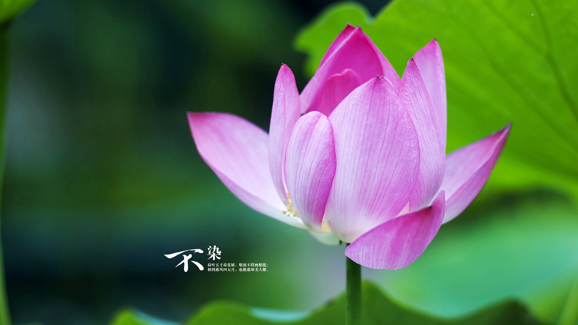 戈麦斯力挽狂澜！巴拉圭4-0横扫塞内加尔