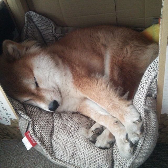 速度与激情,F1巴林战术博弈 vs 辽宁男篮攻防艺术