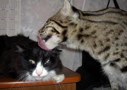 广东如棋，恩比德为将，两场跨越时空的胜利序曲