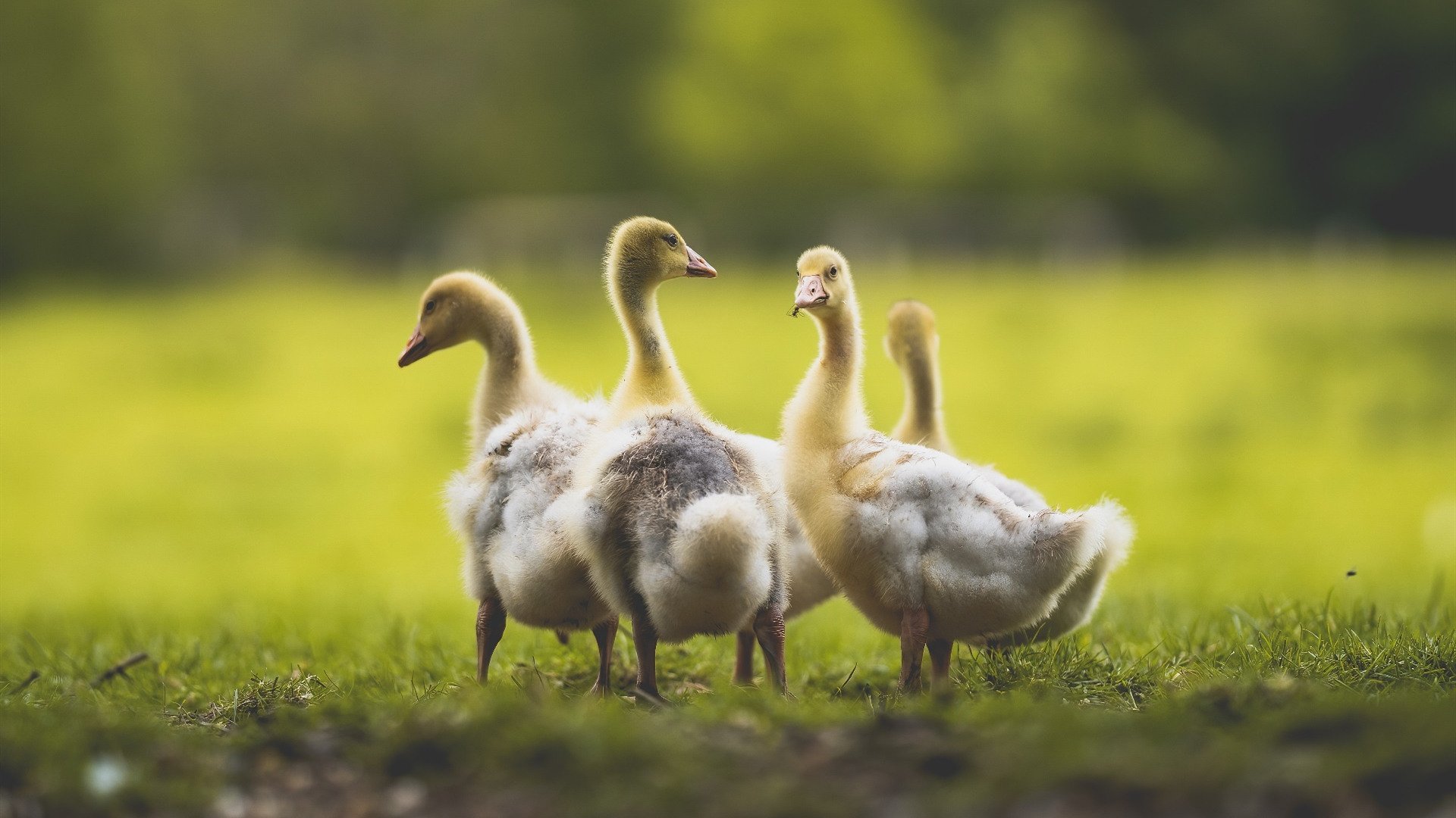 世纪之战,佩德里弑杀旧主,导演马赛惊天大逆转