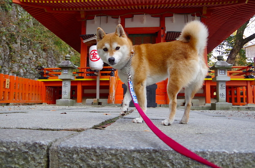 北欧冰原上的蓝色火焰，格列兹曼在曼城对阵芬兰的传奇之夜