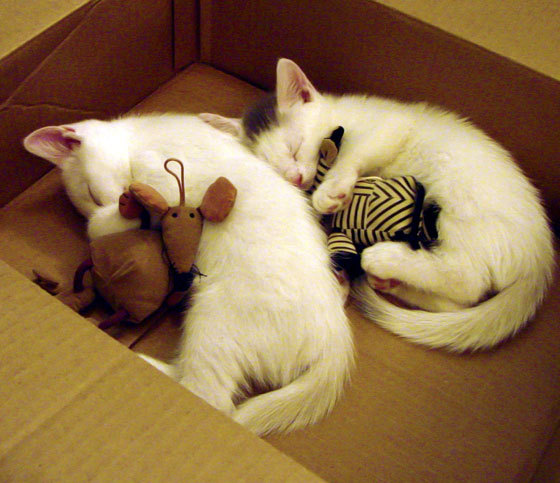 疾速镜面，当F1街道赛之夜被欧文的攻防艺术统治