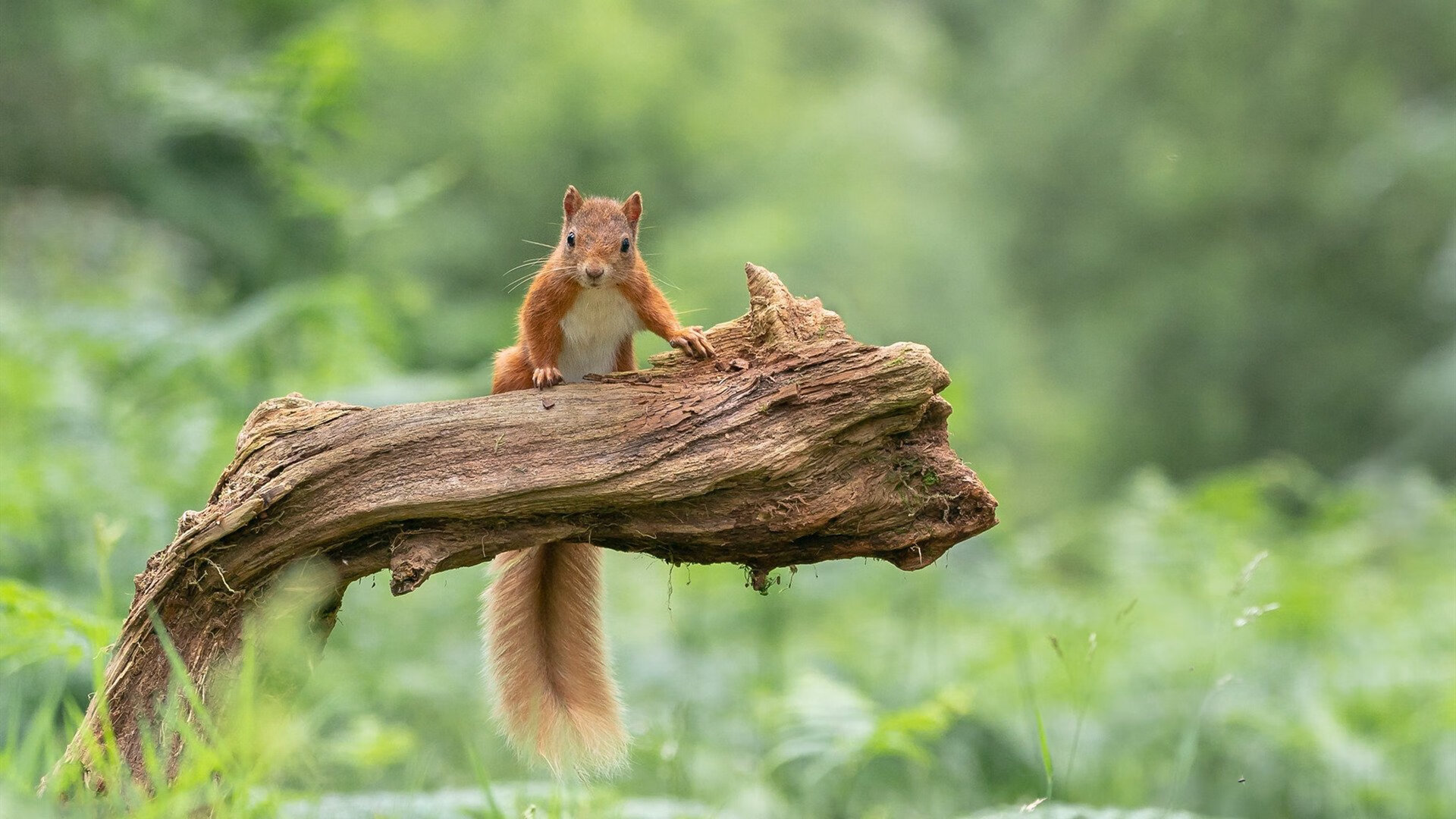 资本世界杯，当北美三国终结阿布时代的切尔西