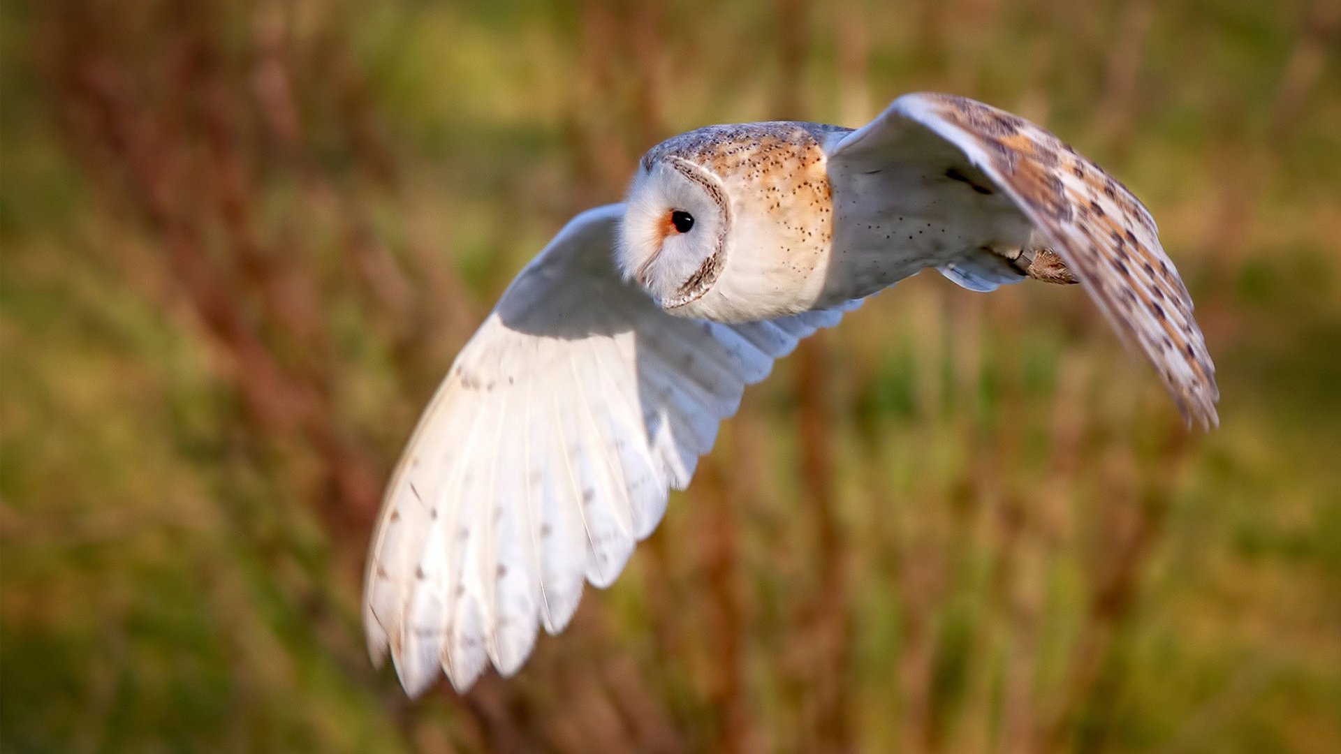 平行宇宙交汇夜，当爱德华兹跨越太平洋引爆深圳，亚特兰大的星光照亮大运中心