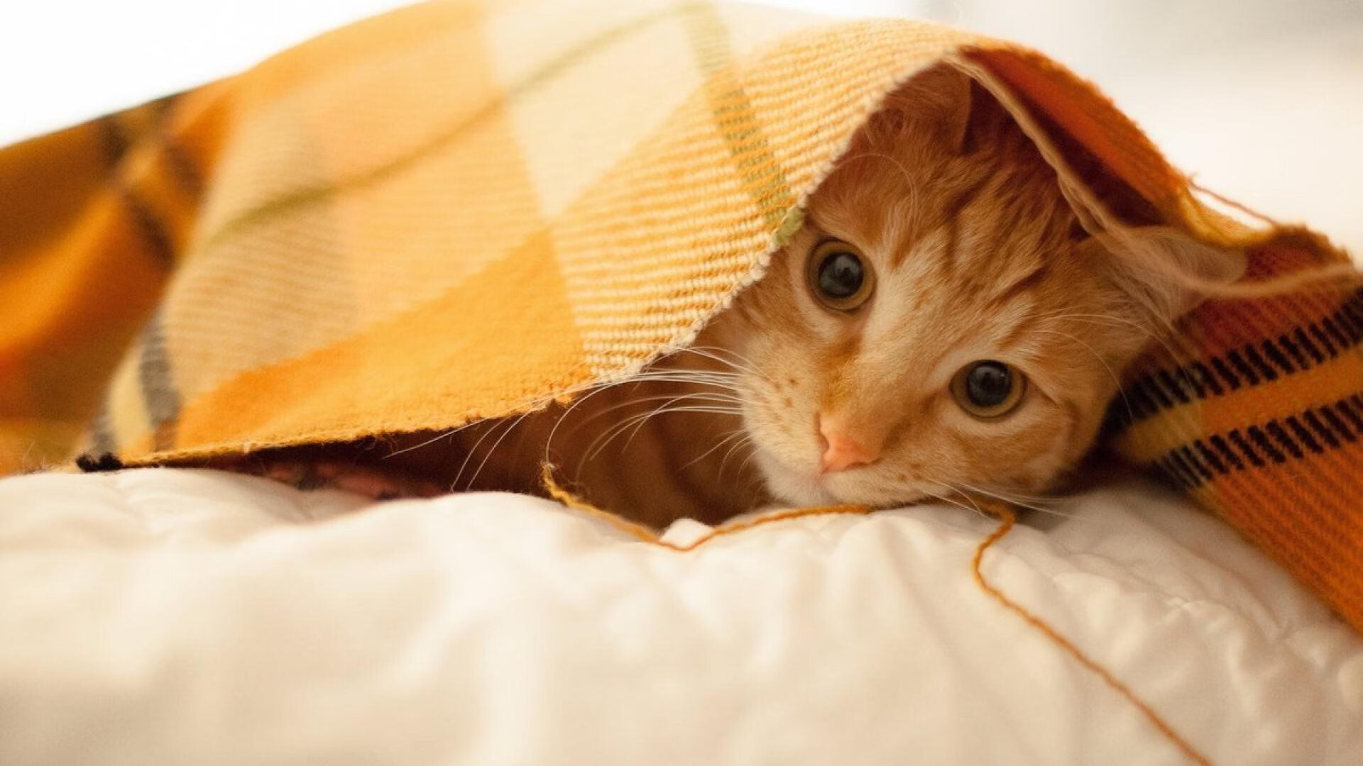 乌克兰踏平厄瓜多尔，苏亚雷斯在英超争冠接管比赛的足球交响曲