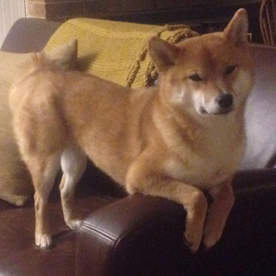 铁壁与利刃,当欧冠淘汰赛的防守艺术,遇上奇才式窒息