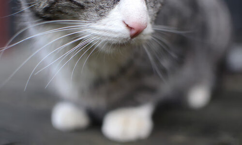 福克斯跨洋来电！公牛对阵山西队，存在感拉满的全面表演