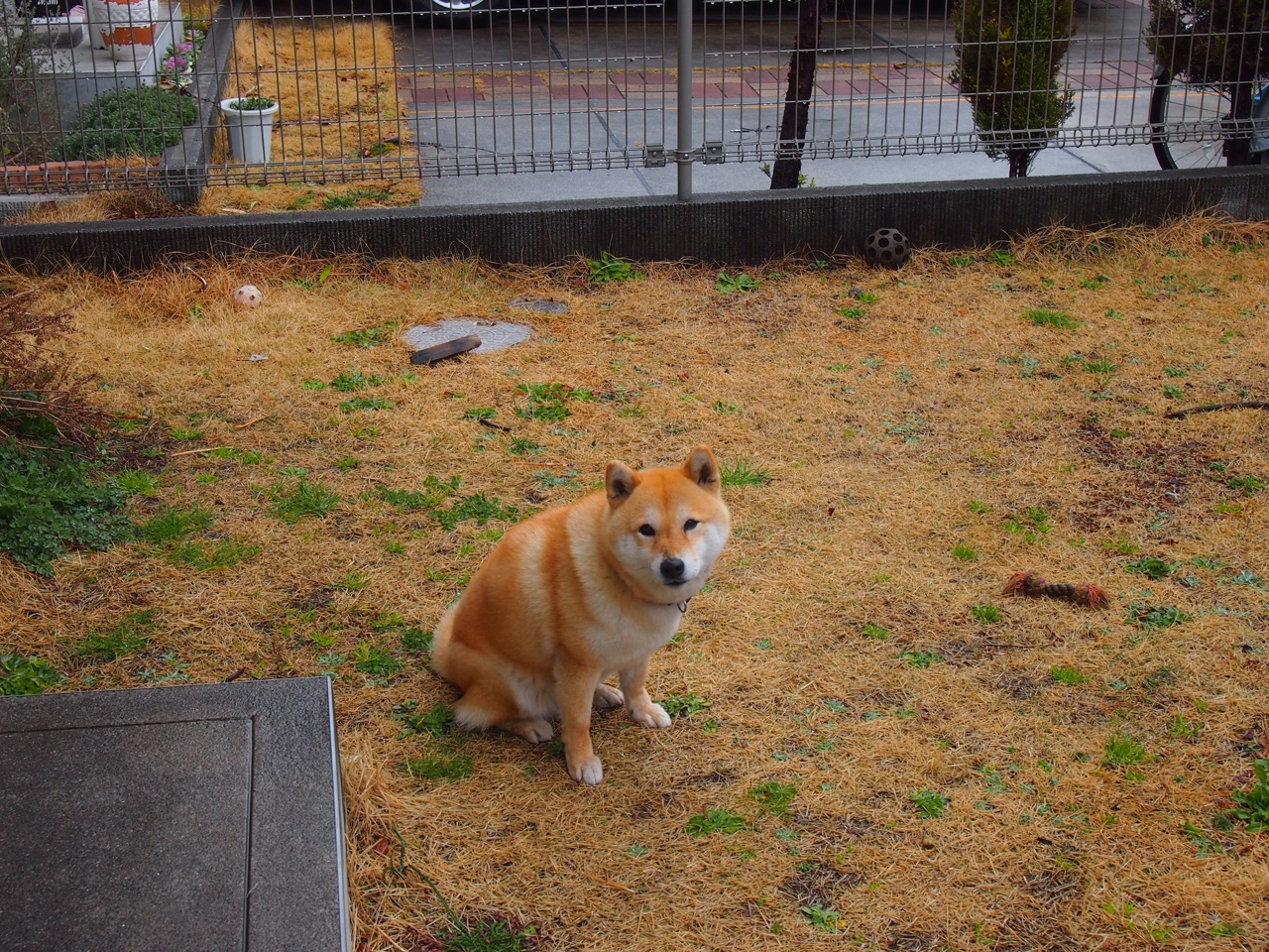 范弗利特的双重奏,老鹰带走胜利之夜,一个男人为奥运签下生死状