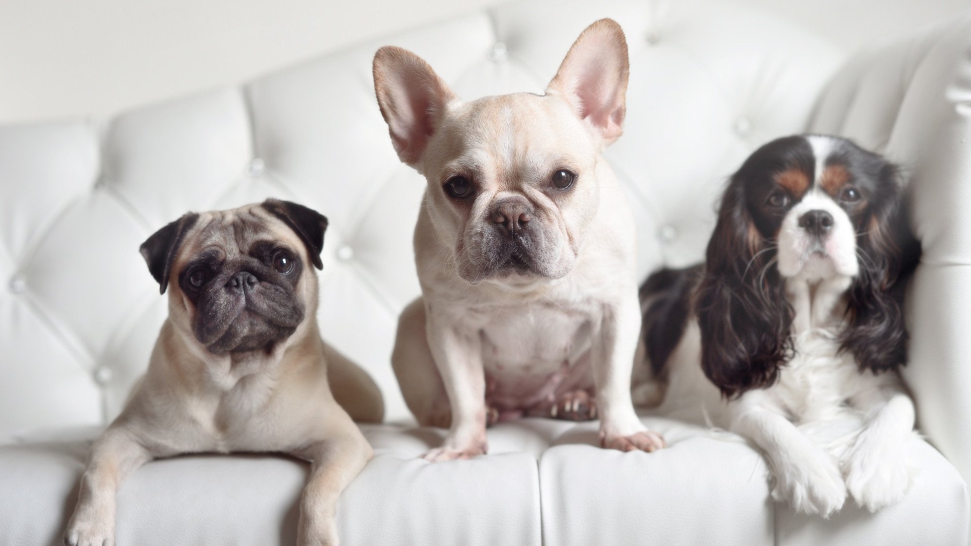 当苏格兰如联合收割机般碾过冰岛,哈兰德,这尊北欧新神正焚烧旧秩序