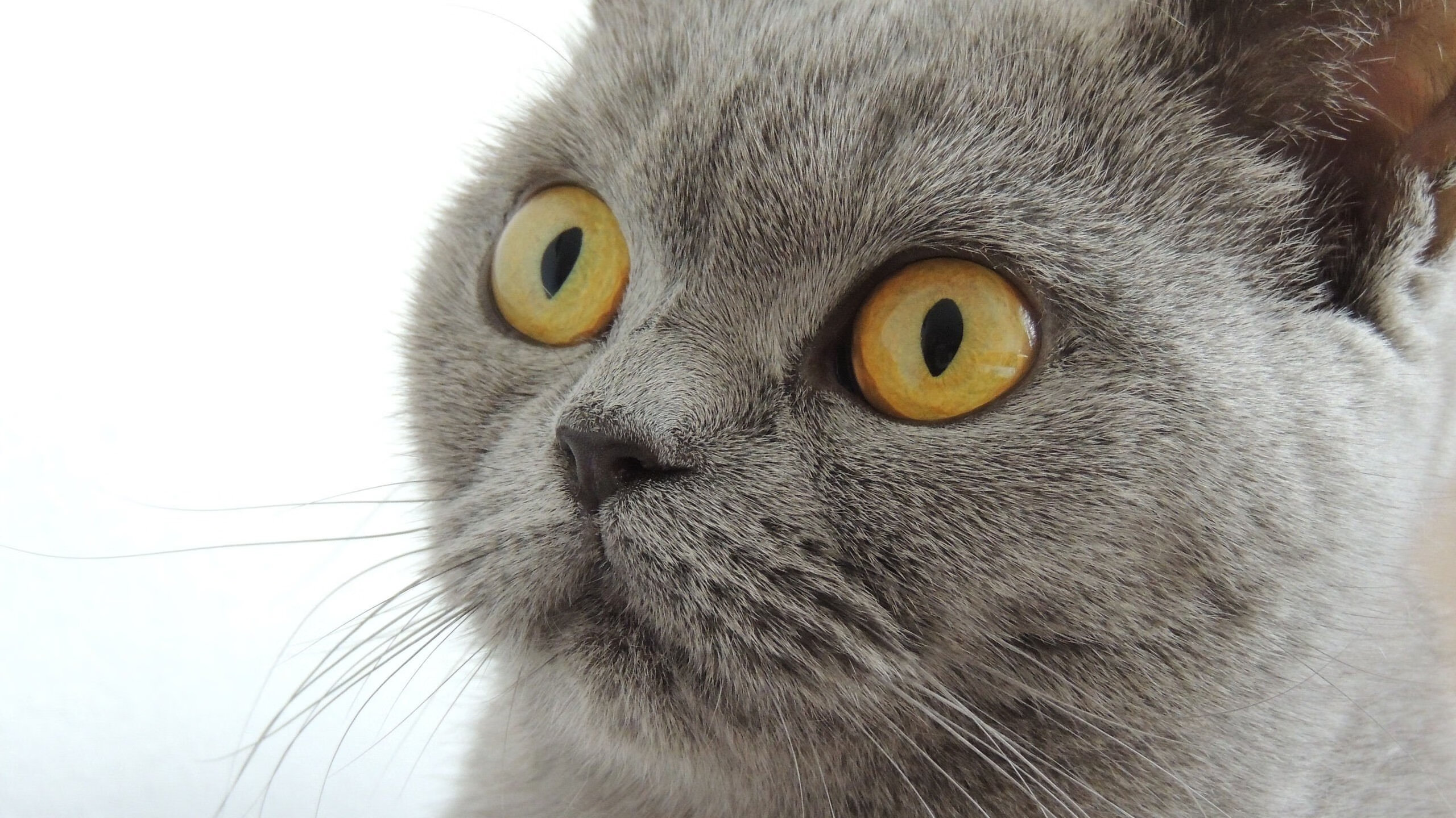 铁骑踏破狼群，战神锋芒毕现