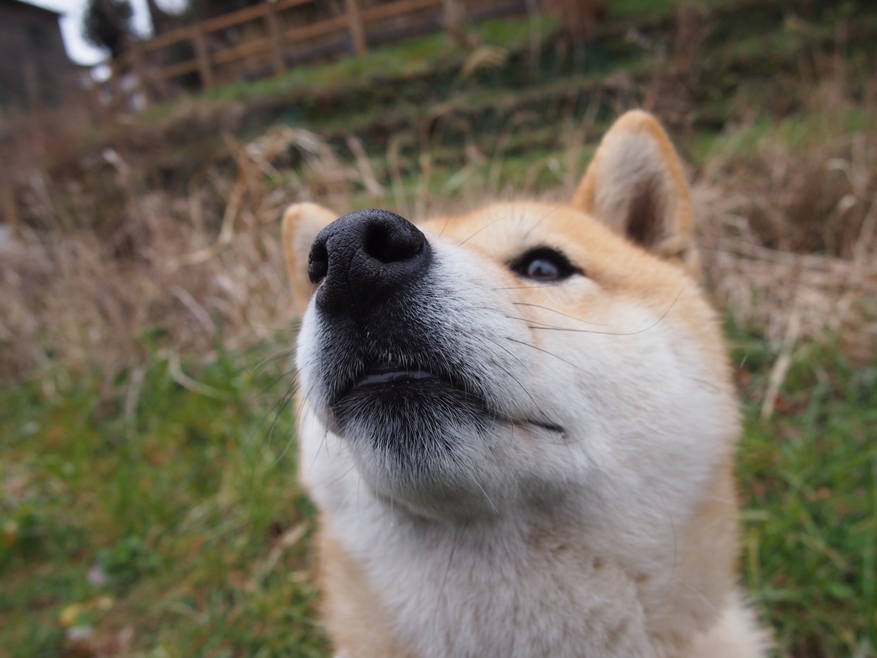 双线叙事，从中国足球的阿根廷情结到英超的巴西尖刀