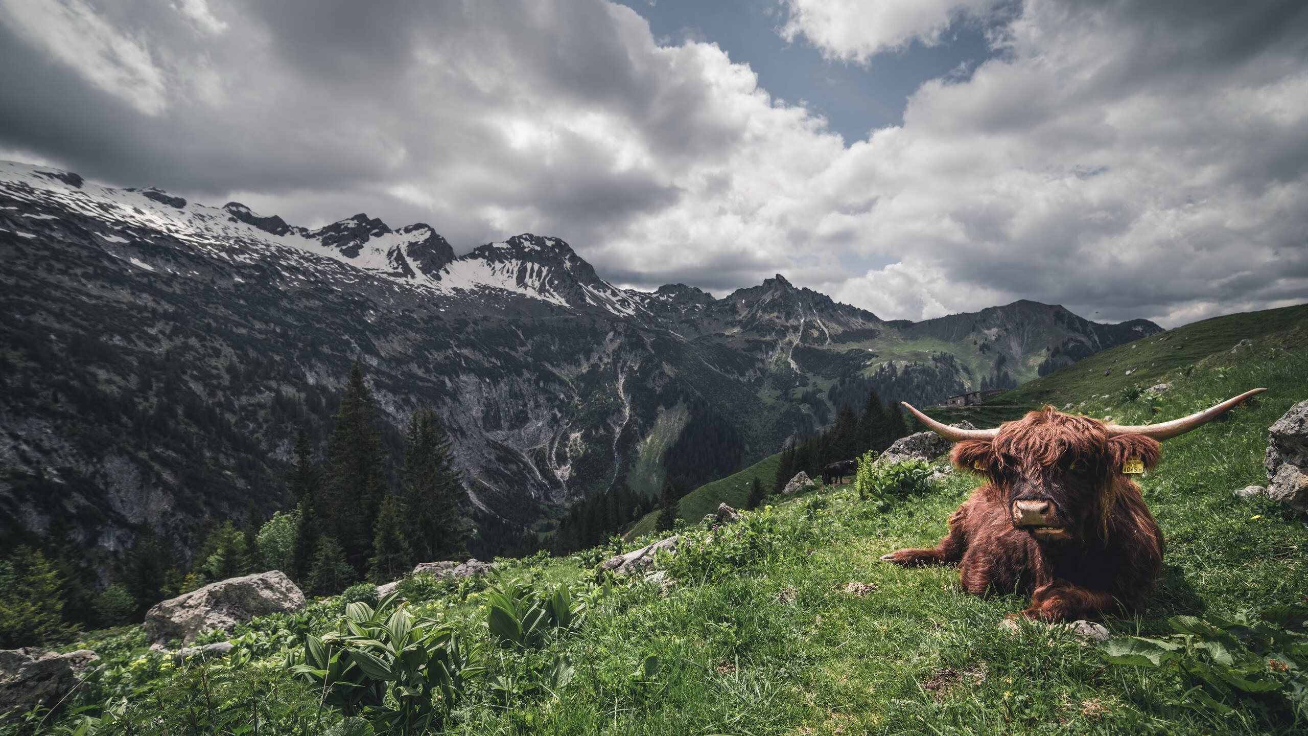 死亡与狂欢，巴雷拉替补绝杀，土耳其创造奇迹夜
