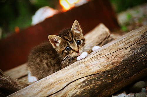 红魔铁链与守护神之光，当曼联防守锁死喀麦隆遇上库尔图瓦关键节点连续得分