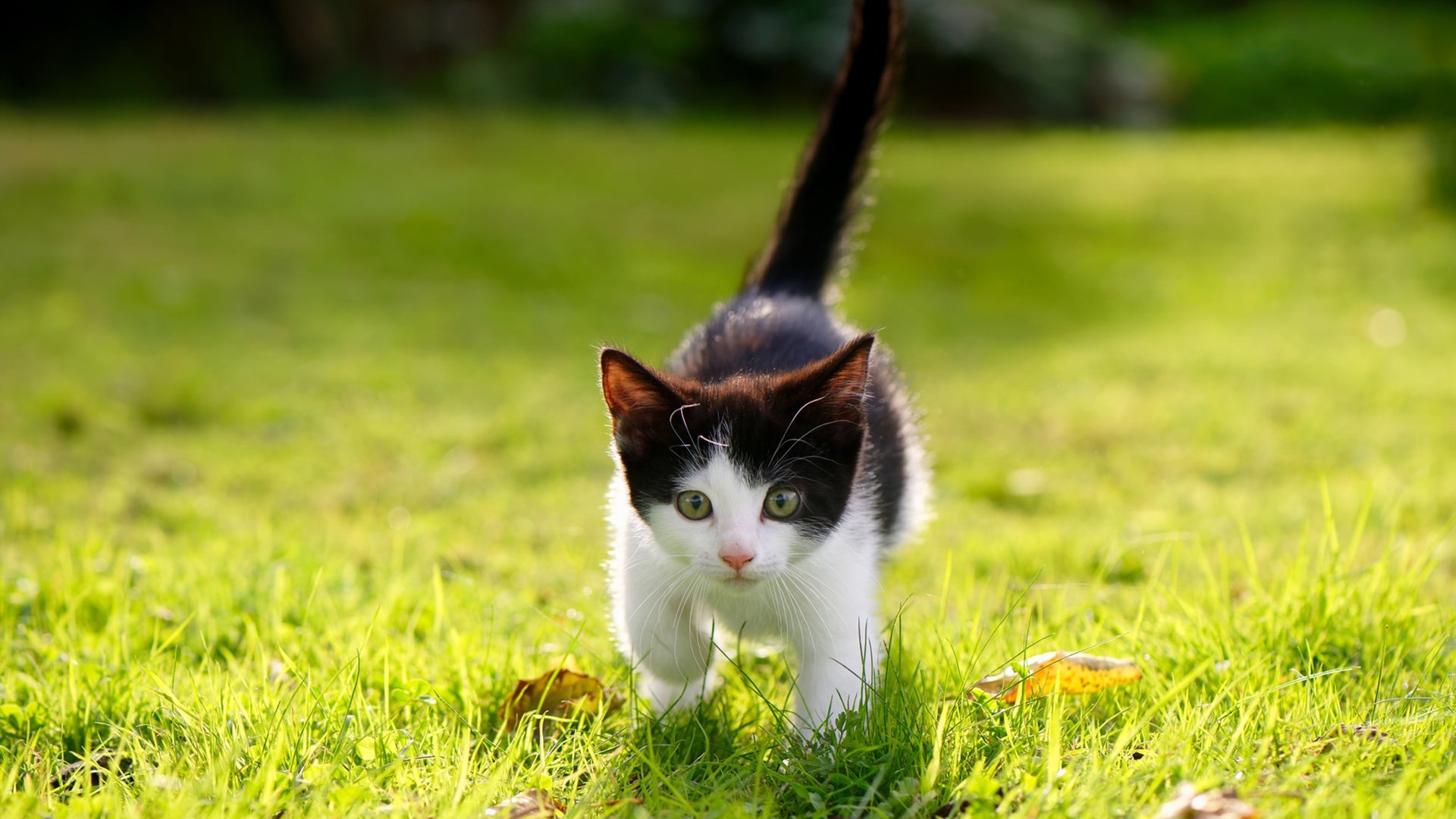欧洲心脏的强劲脉动,马赛速胜玻利维亚背后的唯一性启示