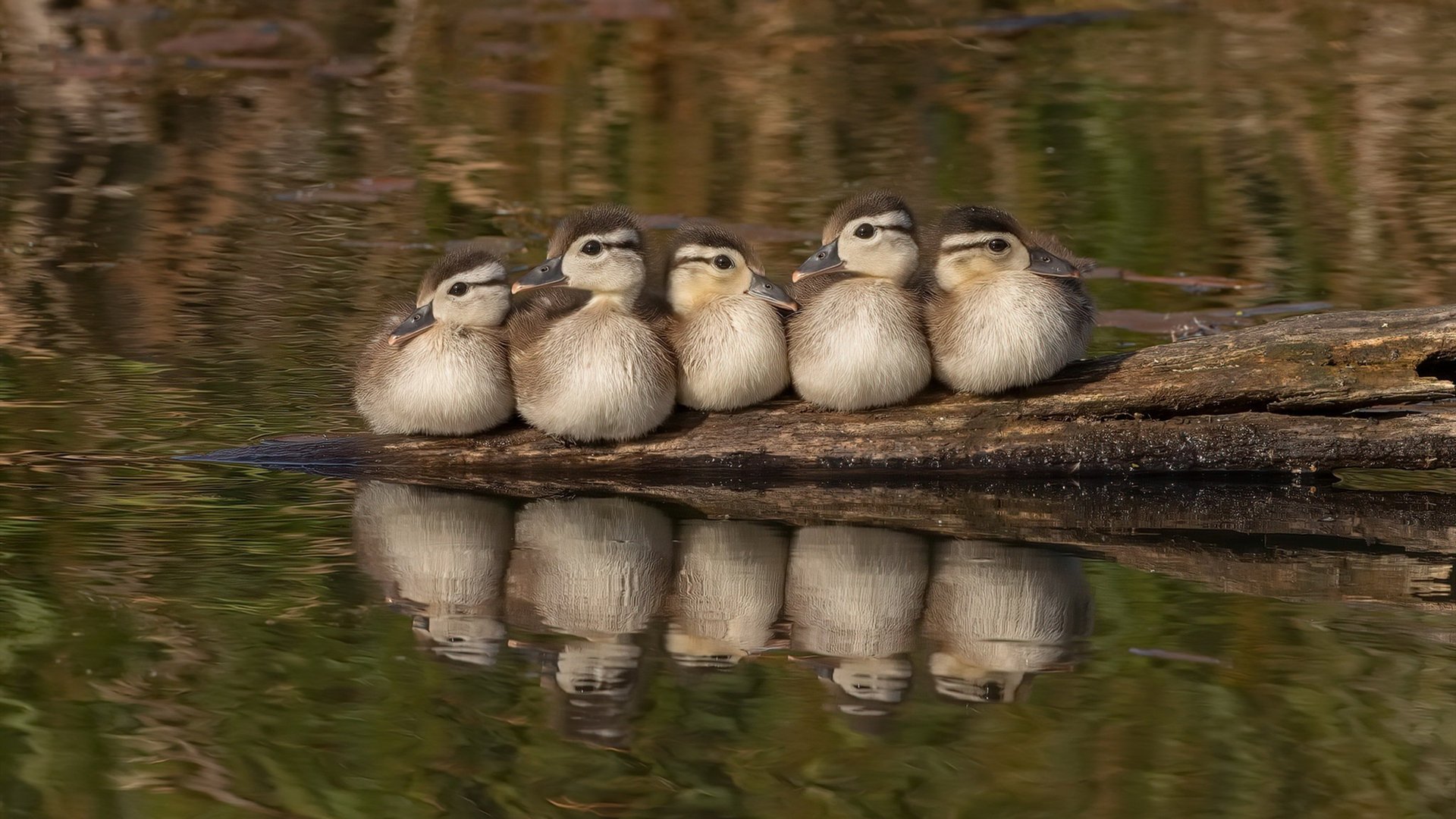 宿命的对决,当一个人的舞蹈踩碎了一整支军团