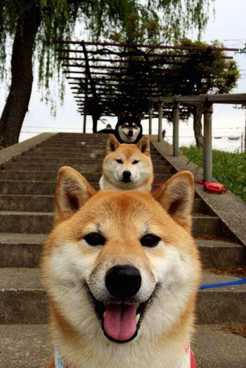 9.9分的门神，与F1方向盘的唯一差距