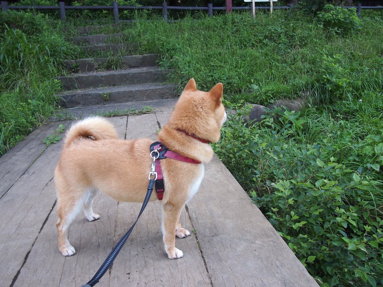 传奇独舞，阿圭罗2026世界杯之夜的最后一舞