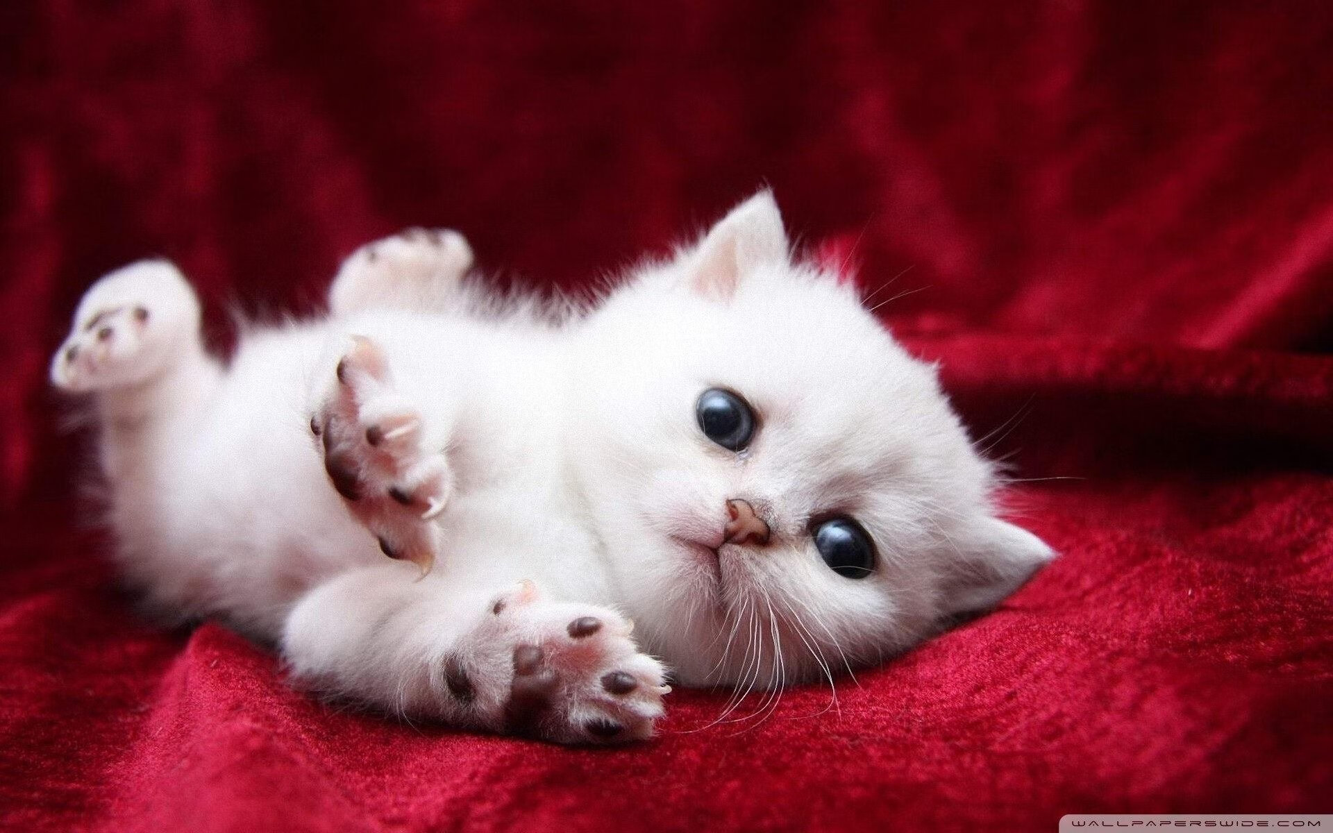 卡拉斯科独造三球，黑马雷恩绊倒大黄蜂，争冠之路燃起烽火